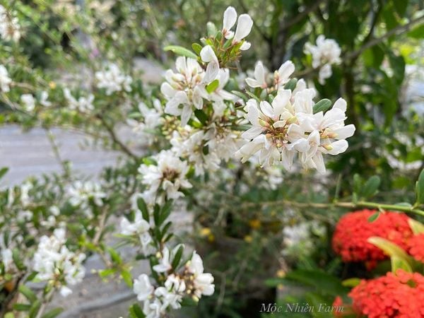  Linh sam sông Hinh, trắng sữa, hai màu, lá nhỏ 793 