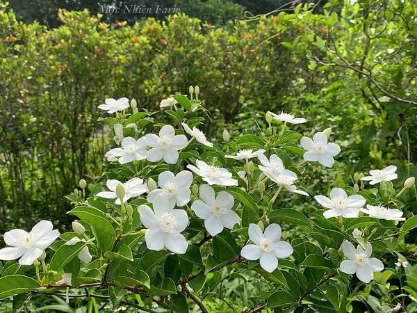  Cây mai chỉ thiên hoa lớn A1 