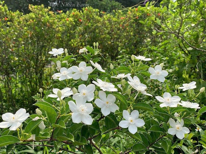  Cây mai chỉ thiên hoa lớn A1 