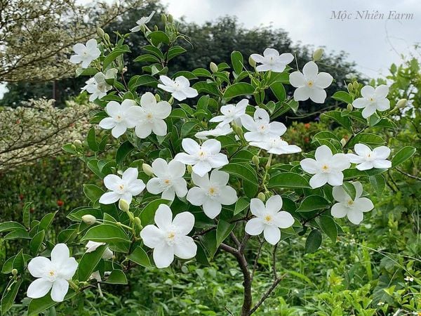  Cây mai chỉ thiên hoa lớn A1 