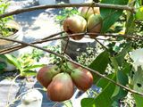  Mận Ấn Độ 119 