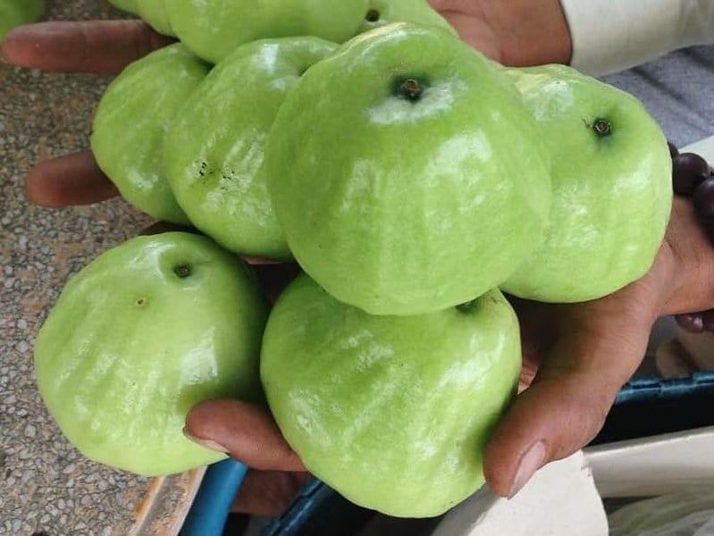  Mận xanh đường 