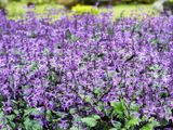  Mona lavender 835 