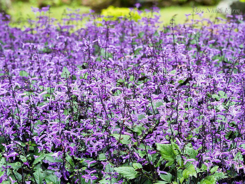  Mona lavender 835 