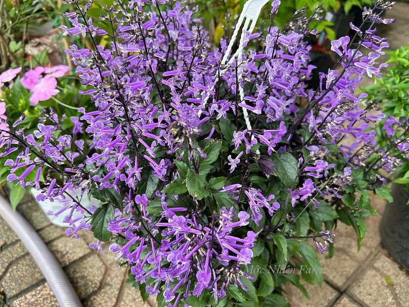  Mona lavender 835 
