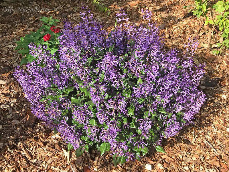  Mona lavender 835 