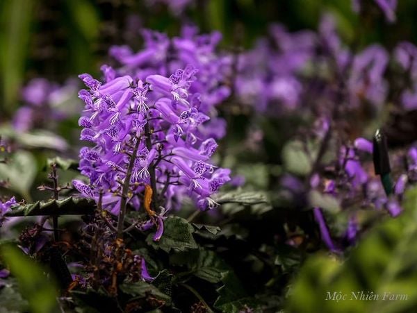  Mona lavender 835 