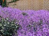  Mona lavender 835 
