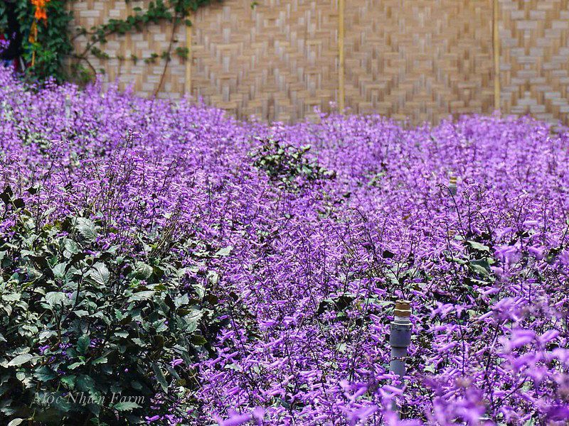  Mona lavender 835 