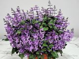  Mona lavender 835 