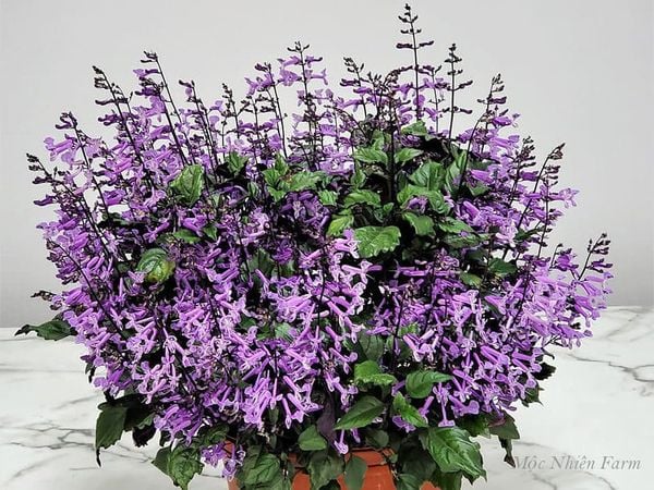  Mona lavender 835 