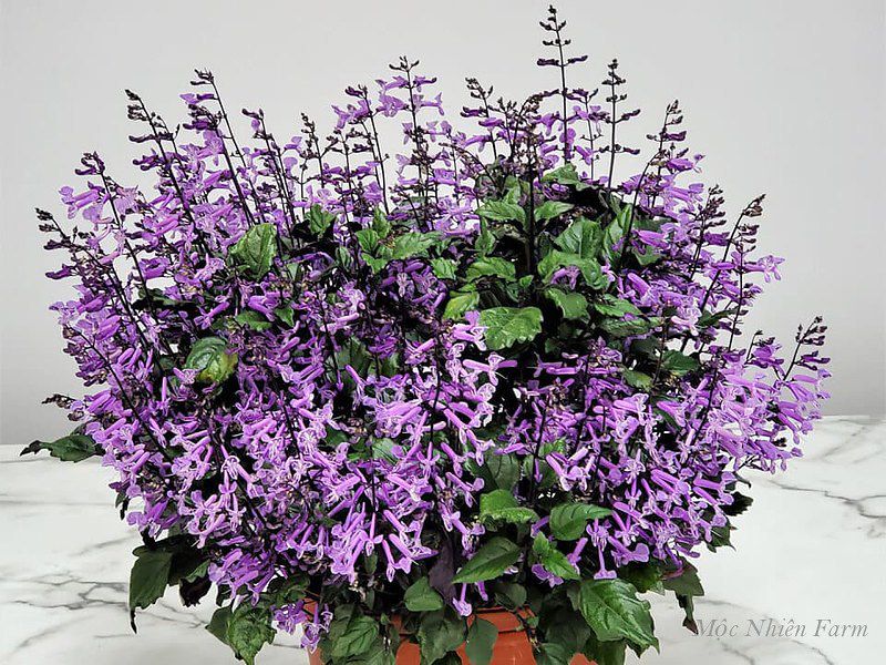 Mona lavender 835 