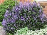  Mona lavender 835 
