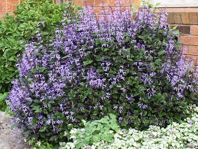 Mona lavender 835 