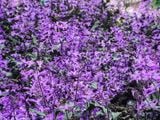  Mona lavender 835 