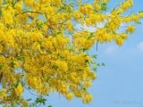  Muồng hoàng yến vàng 