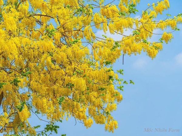  Muồng hoàng yến vàng 