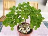  Nhất mạt hương 170 