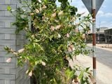  Hoa râm bụt hồng đơn 695 