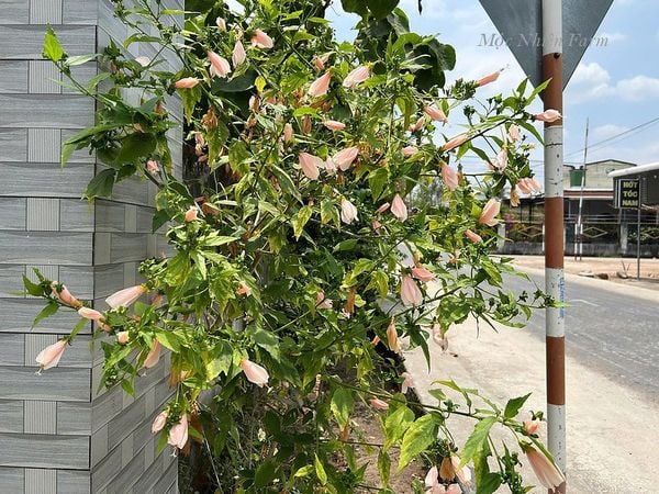  Hoa râm bụt hồng đơn 695 