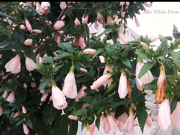  Hoa râm bụt hồng đơn Y2 