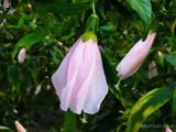  Hoa râm bụt hồng đơn Y2 