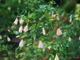  Hoa râm bụt hồng đơn Y2 