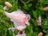  Hoa râm bụt hồng đơn Y2 