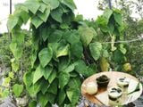  Sương sâm lông 061 