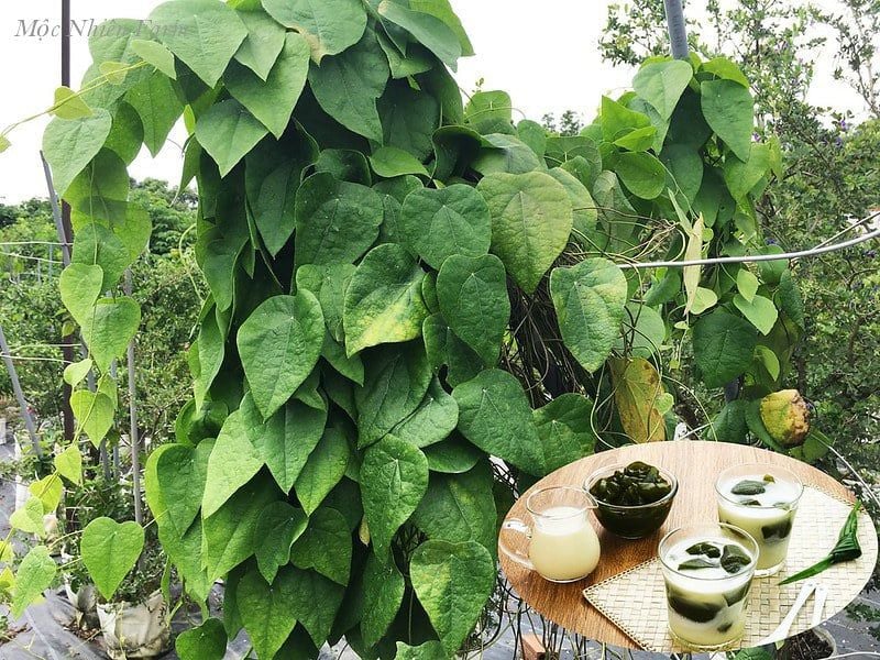 Sương sâm lông 061 