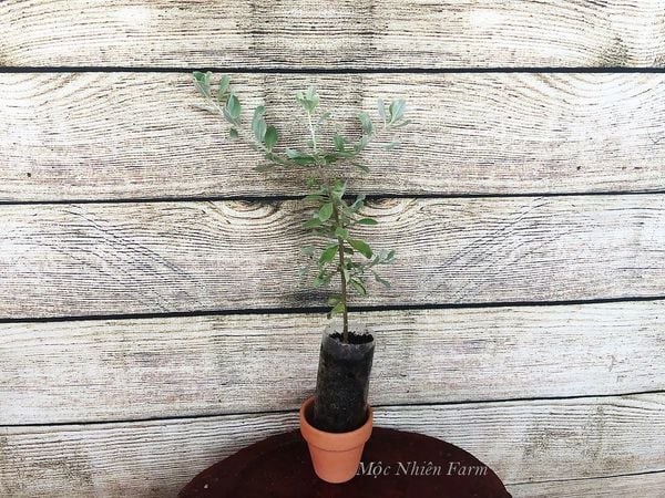  Tuyết sơn phi hồng 