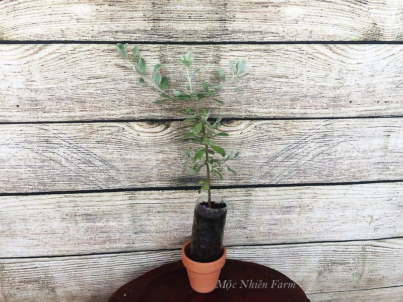  Tuyết sơn phi hồng 