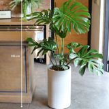  モンステラ (Monstera) 