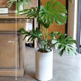  Cây Monstera 
