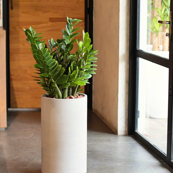  [BOTANICA Exclusive] Premium Planter + Money Plant Set 