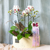  Mini White Orchid 
