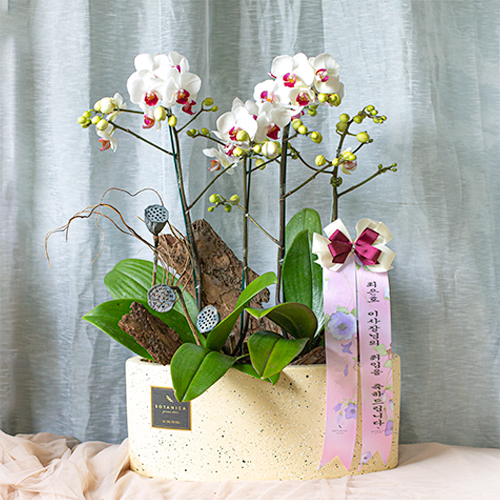  Mini White Orchid 
