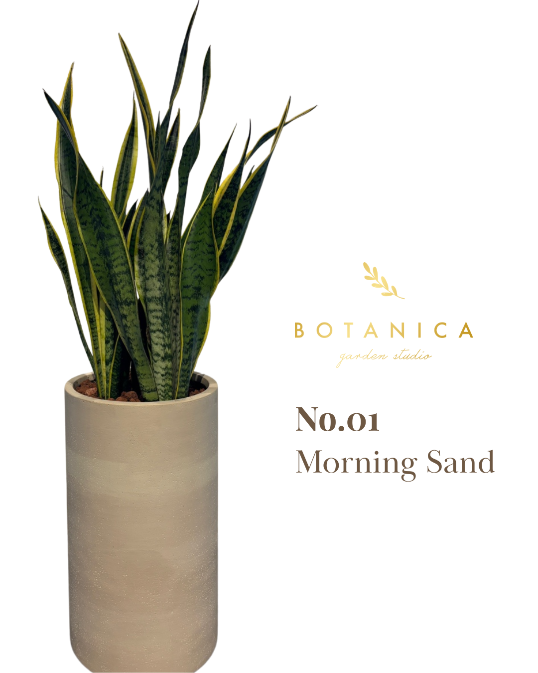  輸出専用プレミアムプランター + サンスベリアセット 