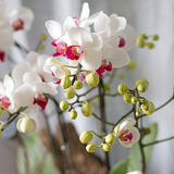  Mini White Orchid 