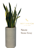  輸出専用プレミアムプランター + サンスベリアセット 