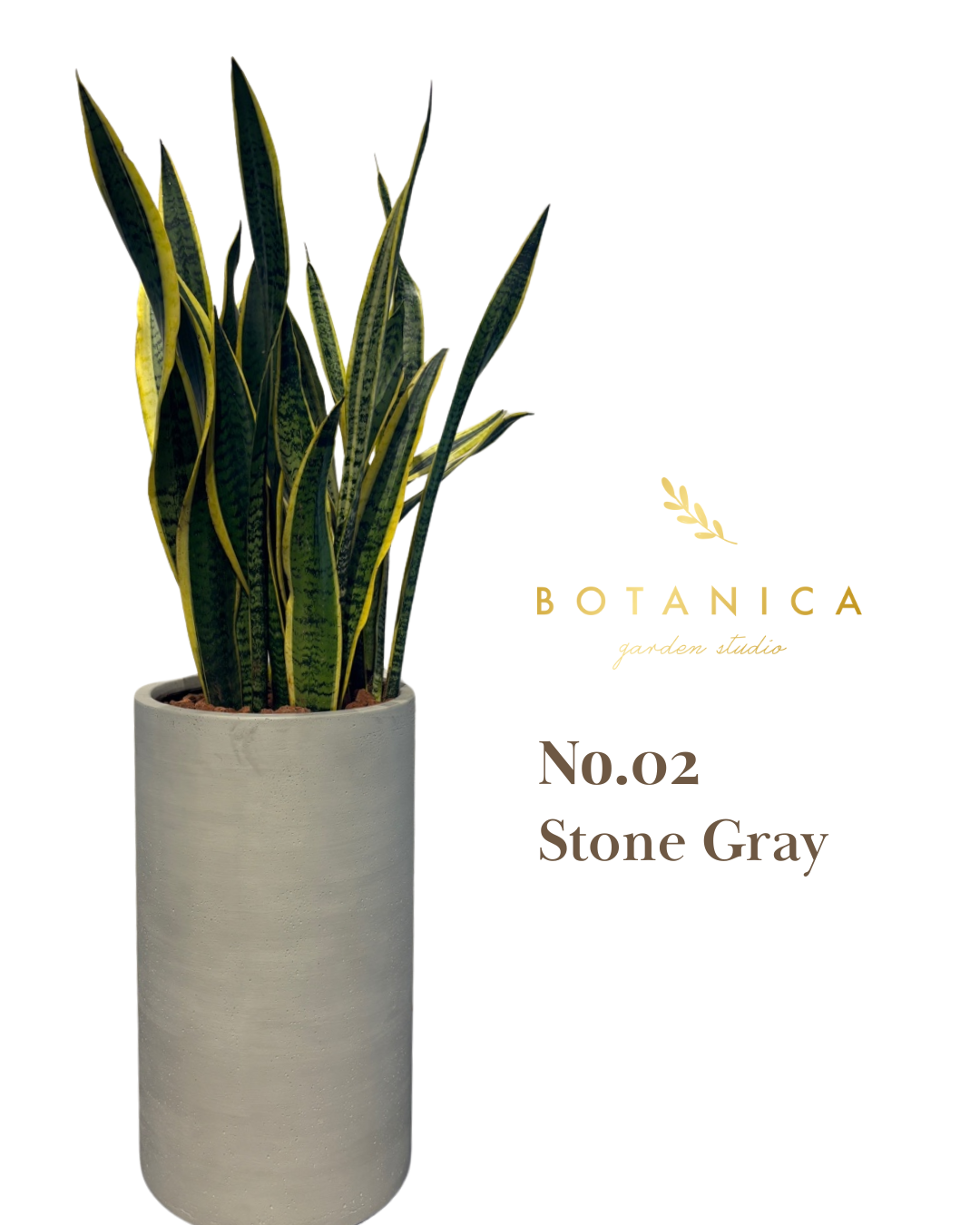  輸出専用プレミアムプランター + サンスベリアセット 