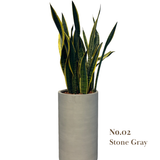  [BOTANICA Exclusive] Premium Planter + Sansevieria Set 