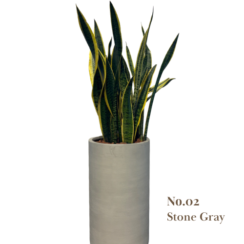  [BOTANICA Exclusive] Premium Planter + Sansevieria Set 