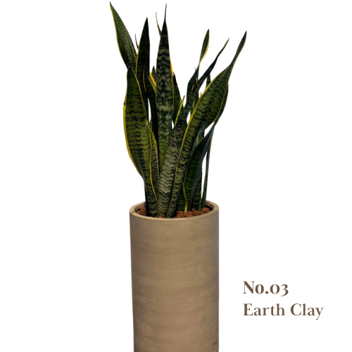  [BOTANICA Exclusive] Premium Planter + Sansevieria Set 