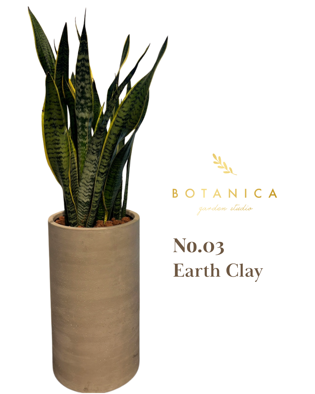  輸出専用プレミアムプランター + サンスベリアセット 