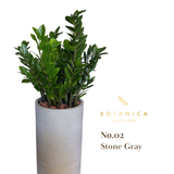  【BOTANICA限定】ザミオクルカス（金銭樹）＋高級テクスチャ鉢セット 