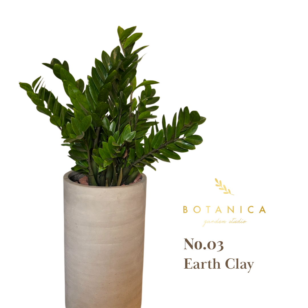  【BOTANICA限定】ザミオクルカス（金銭樹）＋高級テクスチャ鉢セット 