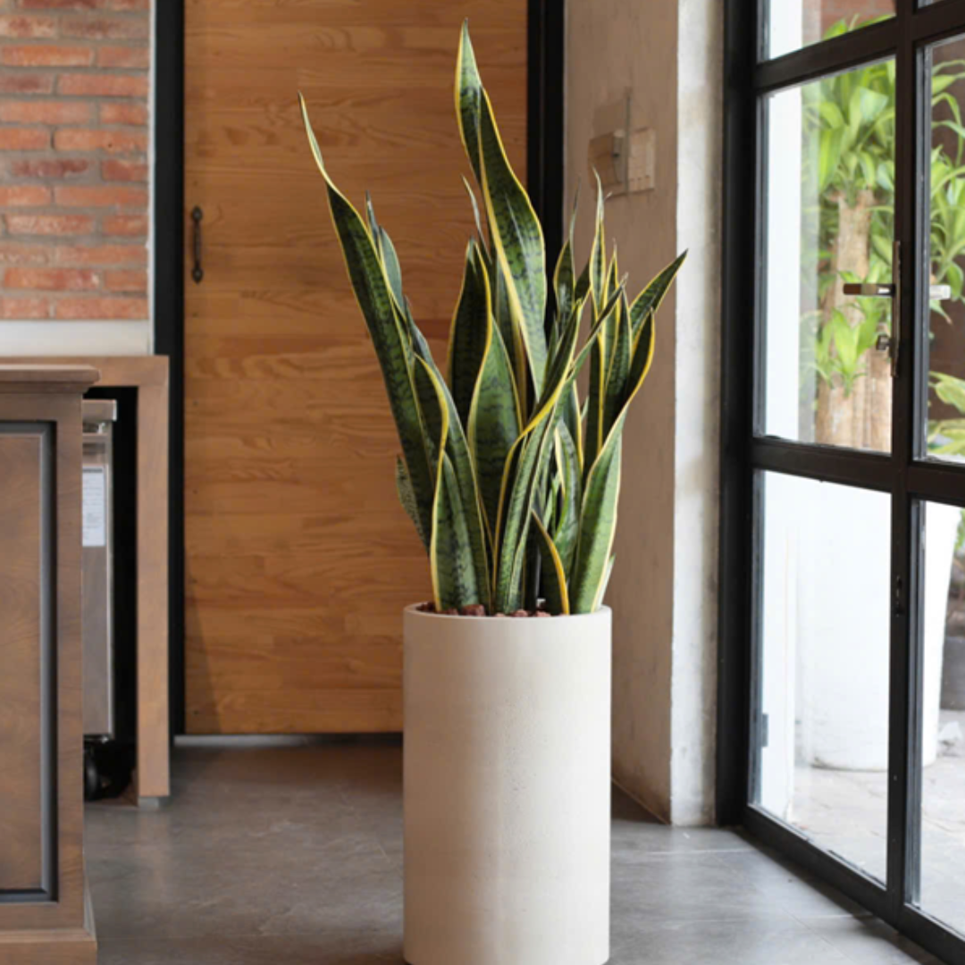  輸出専用プレミアムプランター + サンスベリアセット 