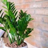  [Signature] Money Tree 