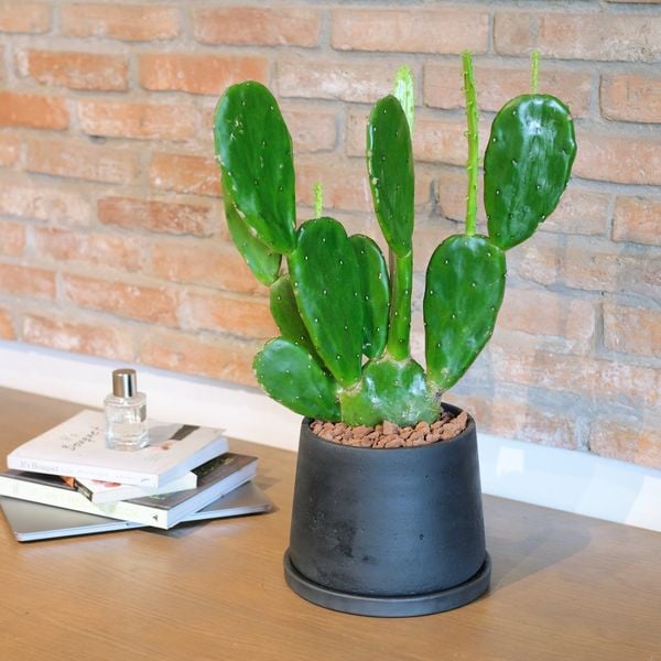  [Signature] Xương Rồng Nopal 